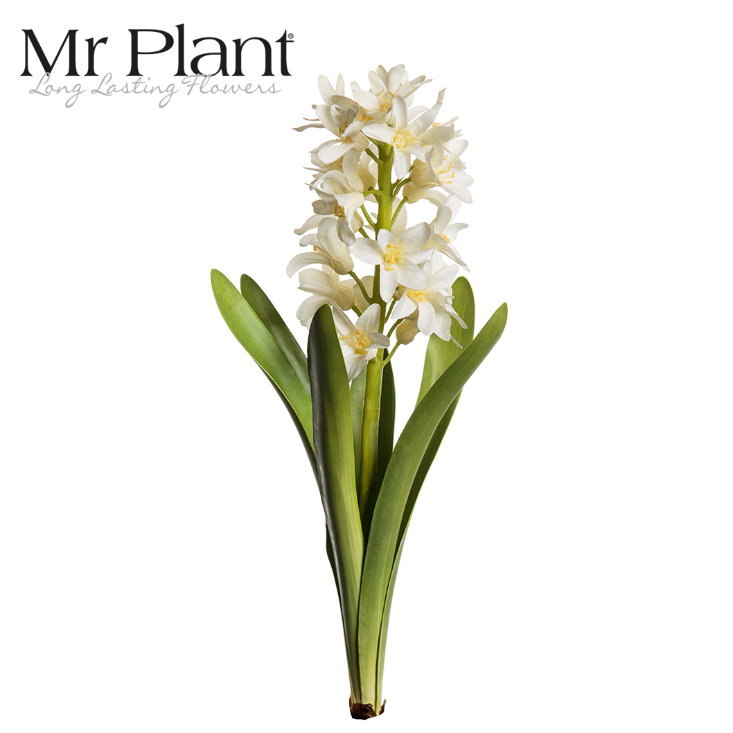 Hyacint Mr Plant - 2