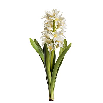 Hyacint Mr Plant