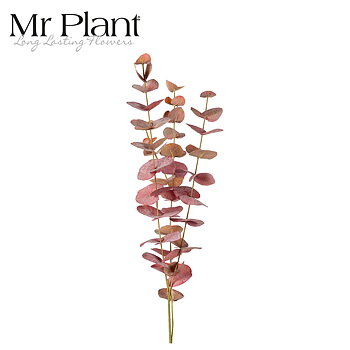 Eucalyptus Mr Plant