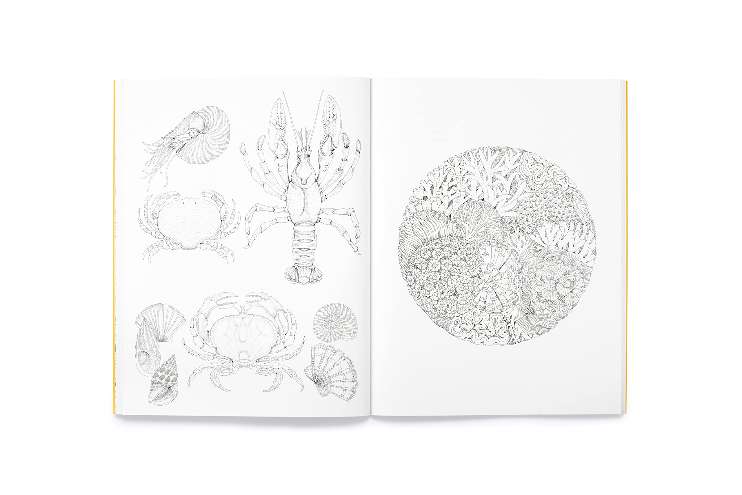 Leila Duly's Beautiful Planet: An Intricate Colouring Book - 8