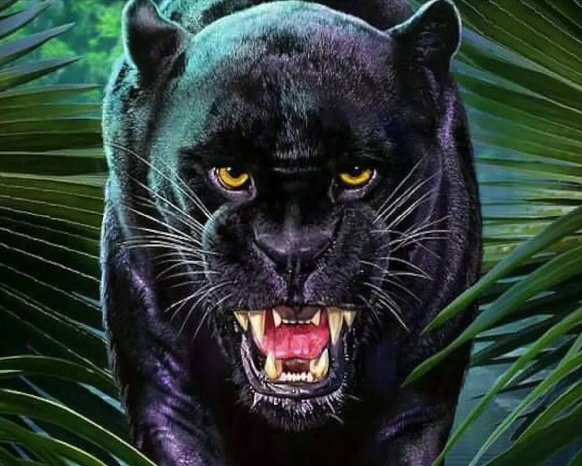 Black Panter, Diamond Picture Diamond Painting