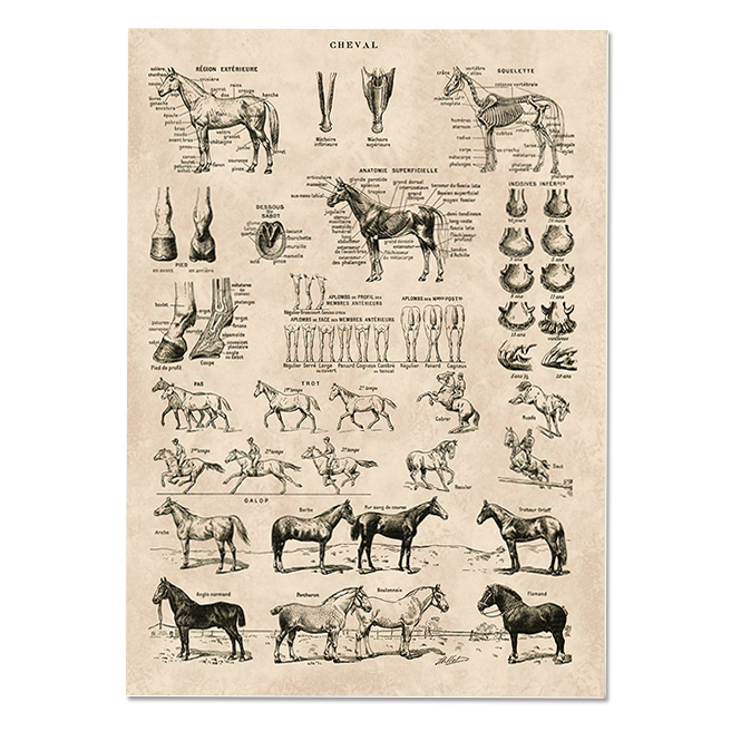 CHEVAL - print