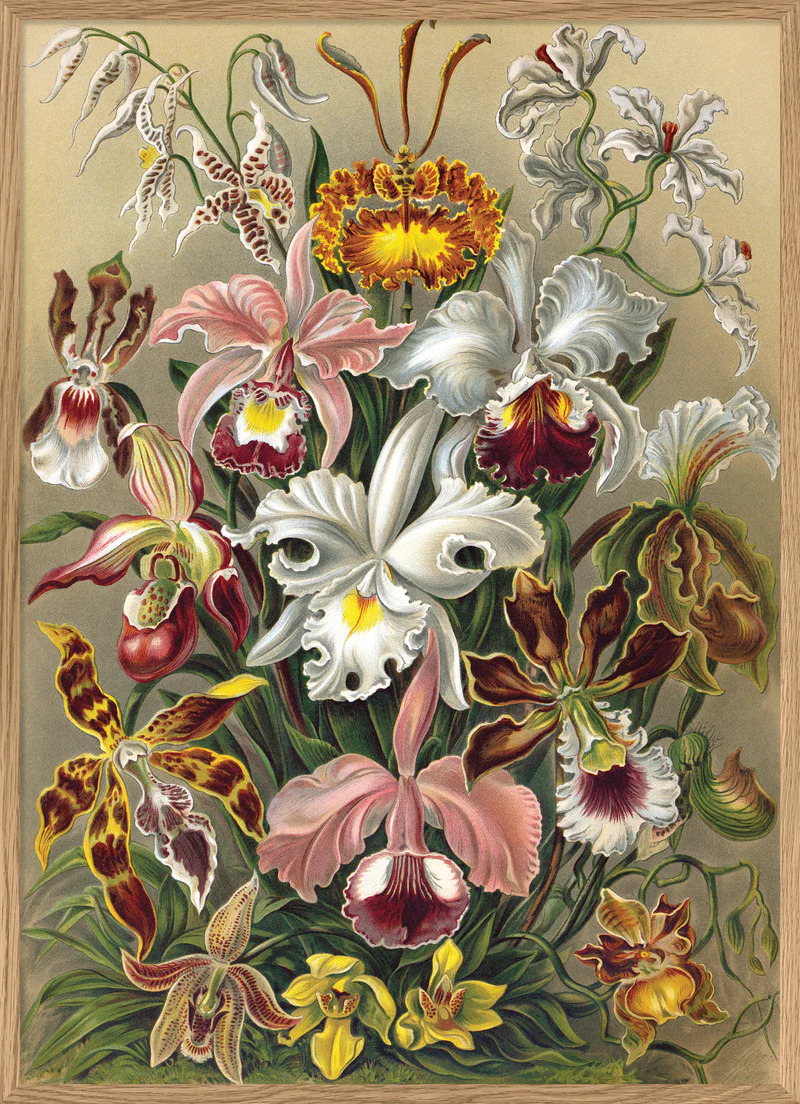 Poster  Cypripedium