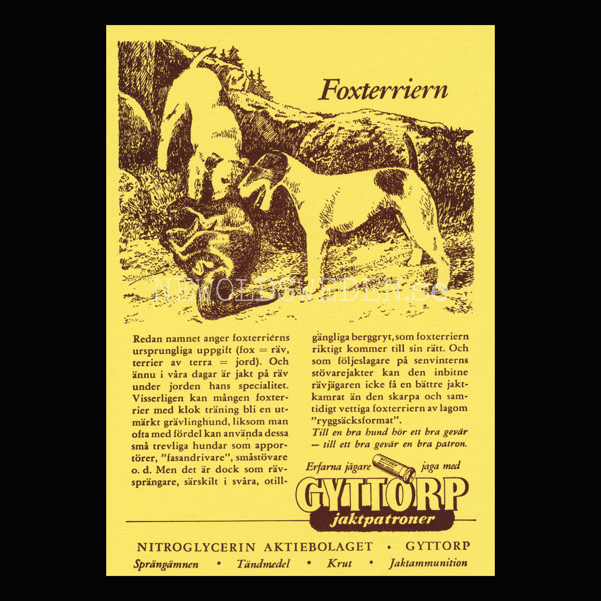 GYTTORP Foxterrien - GYTTORP jaktpatroner No: 7 av 8 - Vykort A5