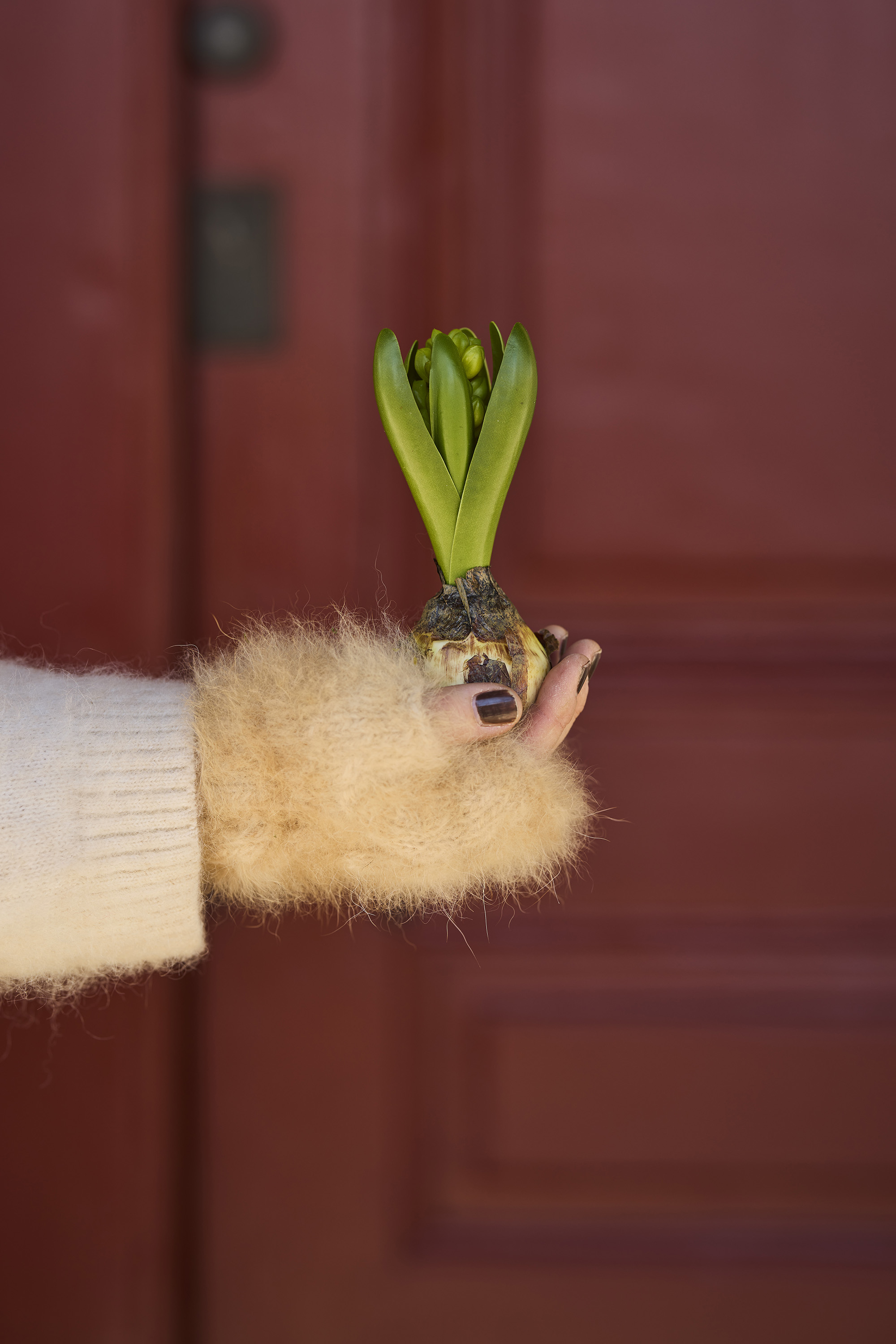 Hyacinth - Bud - 15 cm - 2