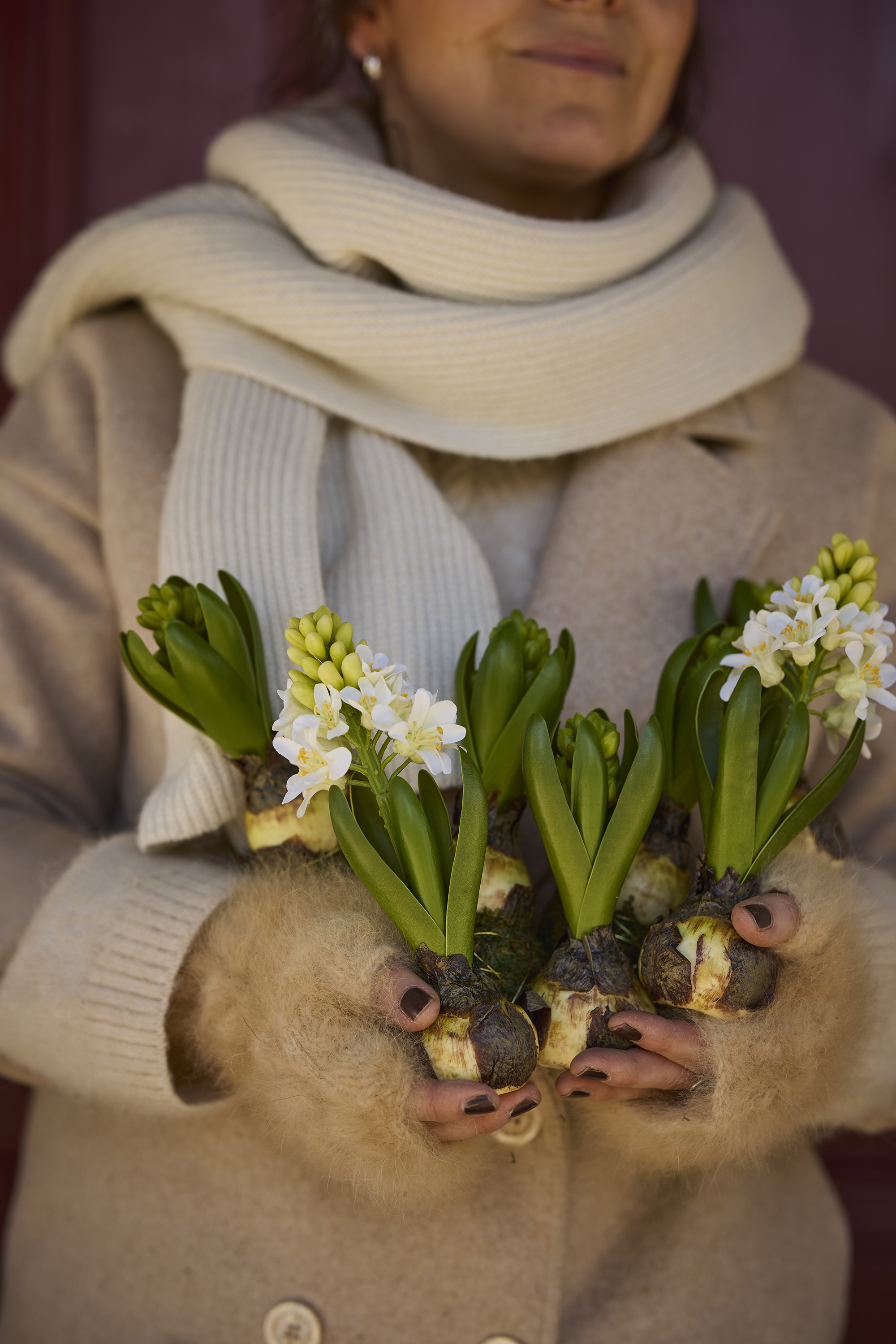 Hyacinth - Bud - 15 cm - 9