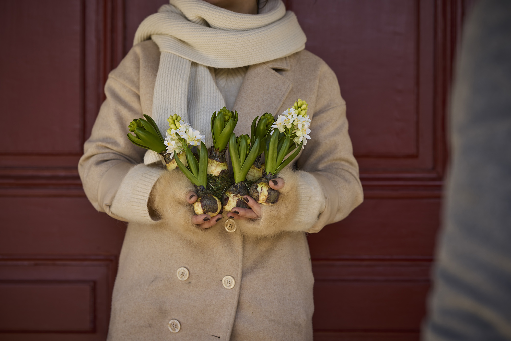 Hyacinth - Bud - 15 cm - 8