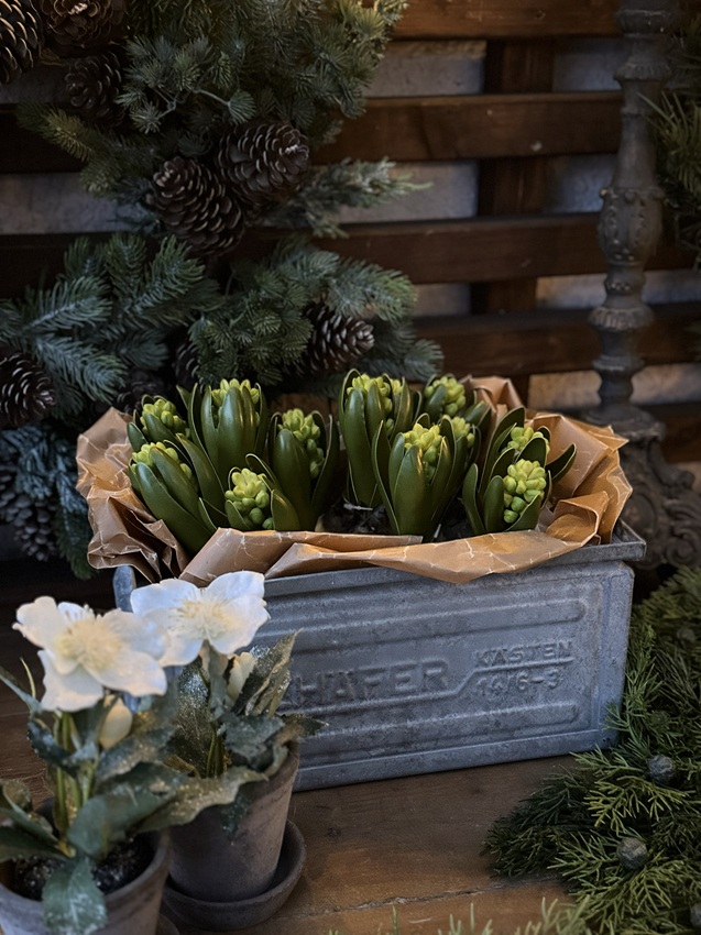 Hyacinth - Bud - 15 cm - 3