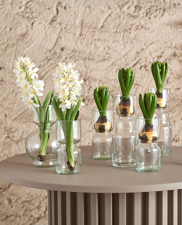 Hyacinth - Bud - 15 cm - 4