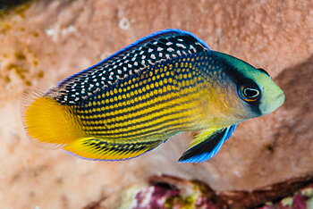 Manonichthys splendens (reef safe)