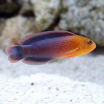 Pseudochromis dilectus (reef safe)
