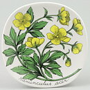 Esteri Tomula (Botanica 1982) Meadow Buttercup Wall Plaque 13 cm (2)