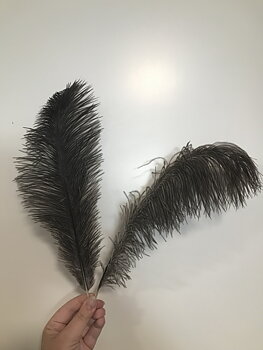 Naturella Strutsfjädrar