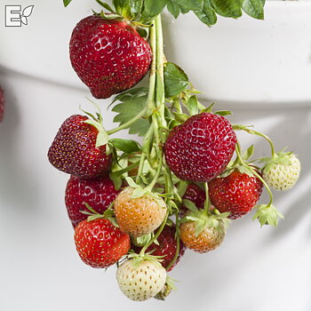 Fragaria x ananassa ’Polka’  Jordgubbe. E