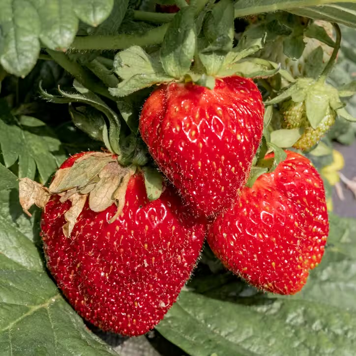 Fragaria x ananassa ’ RUMBA’  Jordgubbe