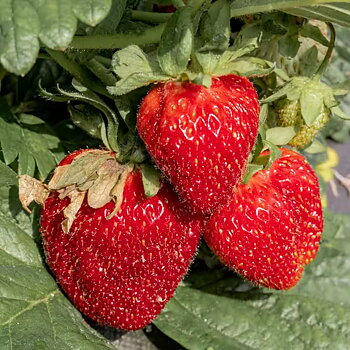 Fragaria x ananassa ’ RUMBA’  Jordgubbe