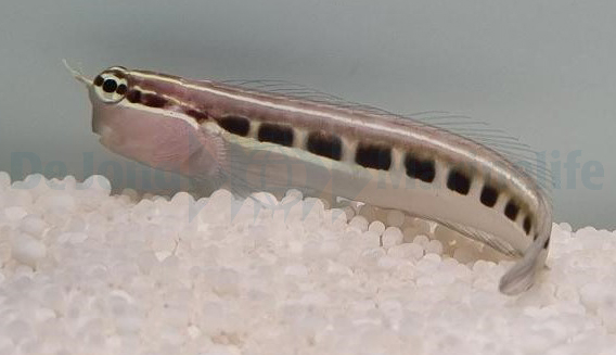 Ecsenius lineatus (reef safe)