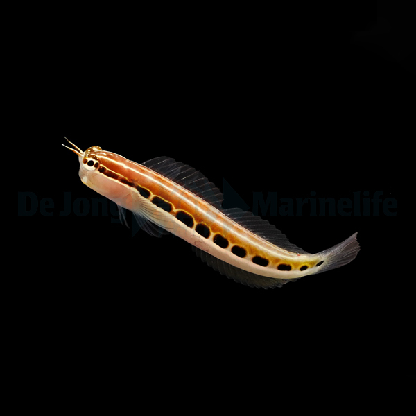 Ecsenius lineatus (reef safe) - 2