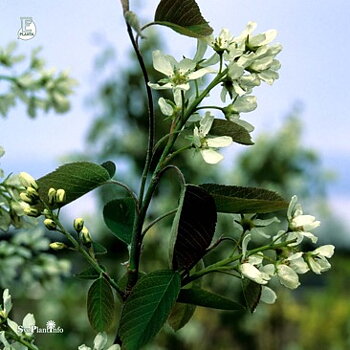 Amelanchier spicata Fk Falun E Häck 1/2 50-80 Cm