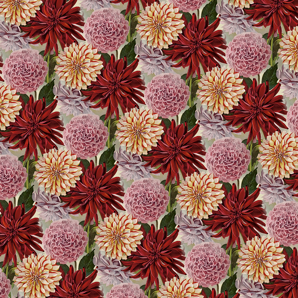 Dahlior