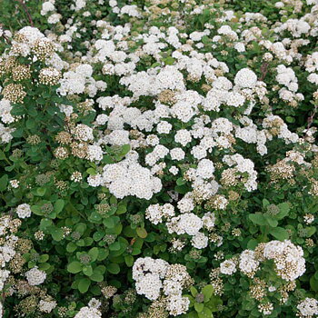 Spiraea betulifolia Tor E   Häck 0/1/1 20-30 cm