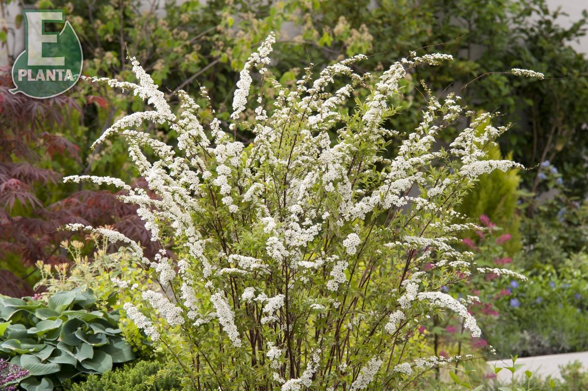 Spiraea  cinerea Grefsheim E Häck 0/1/1 30-50 Cm - 2