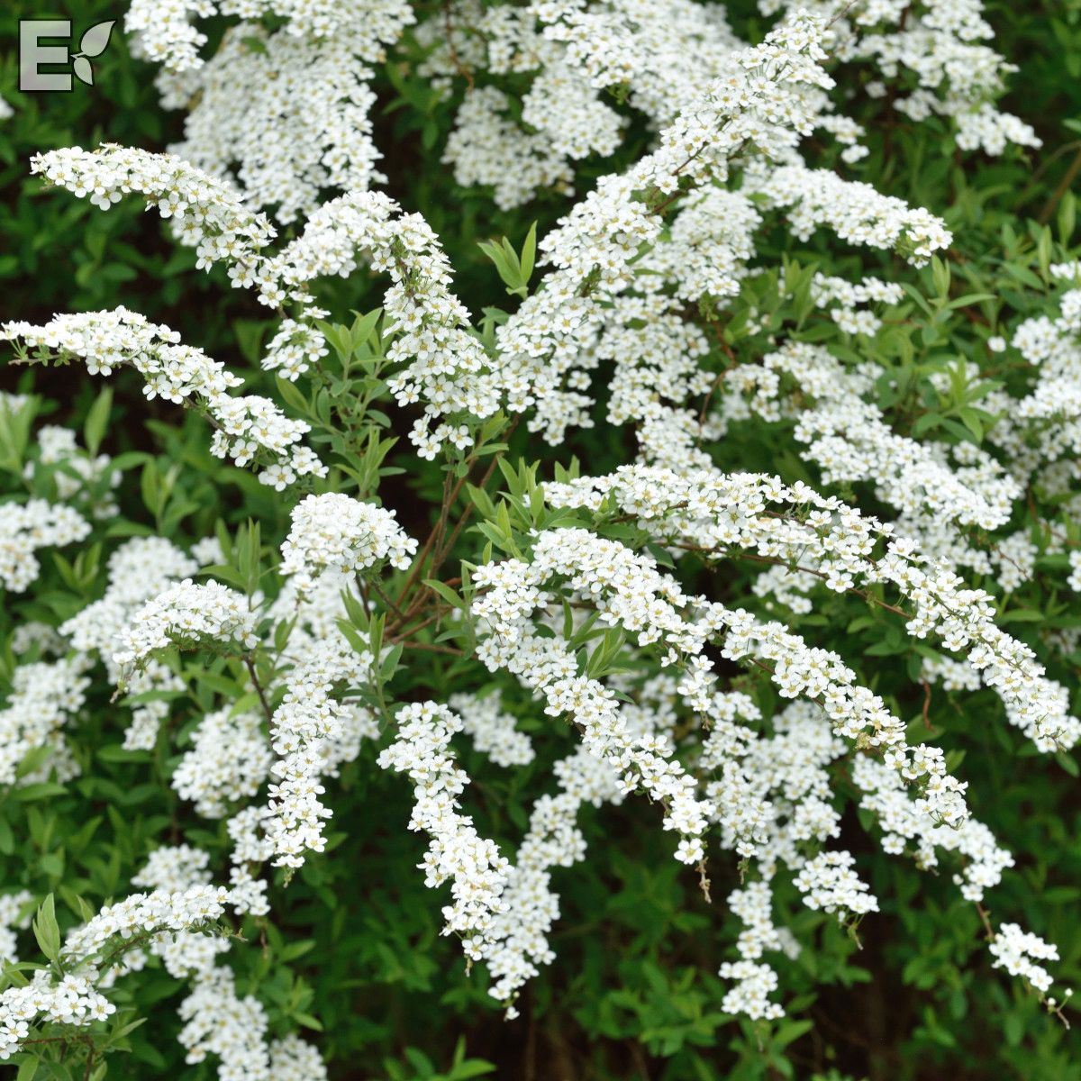 Spiraea  cinerea Grefsheim E Häck 0/1/1 30-50 Cm