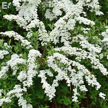 Spiraea  cinerea Grefsheim E Häck 0/1/1 30-50 Cm