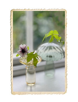 Glas svampvas