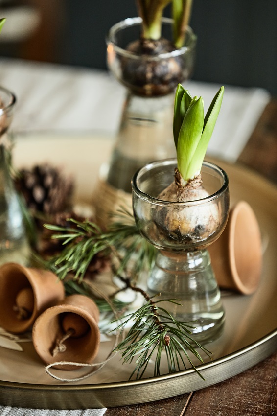 Hyacinth vase - Bulb vase - Glass vase - Clear - 3