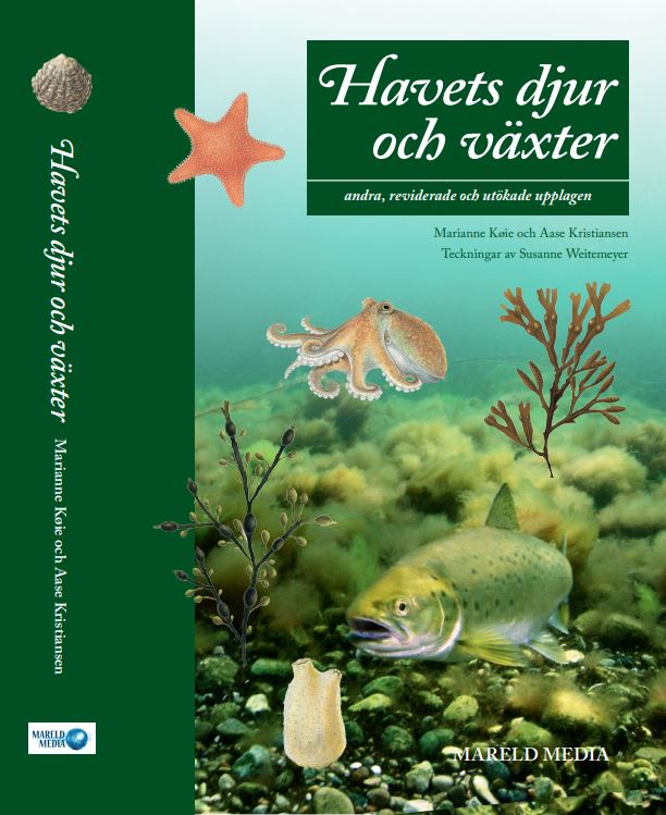 Bok: Havets Djur & Växter