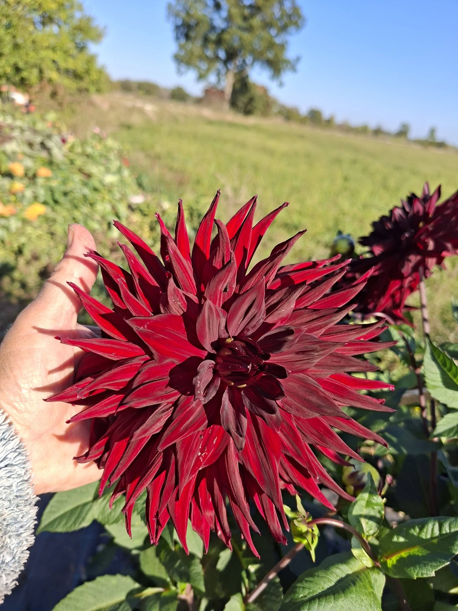 Dahlia  Hapet Merlot "Jätte Halvkaktus "   - 3