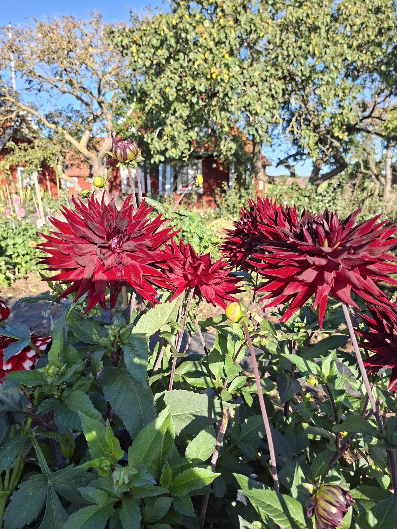 Dahlia  Hapet Merlot "Jätte Halvkaktus "   - 7