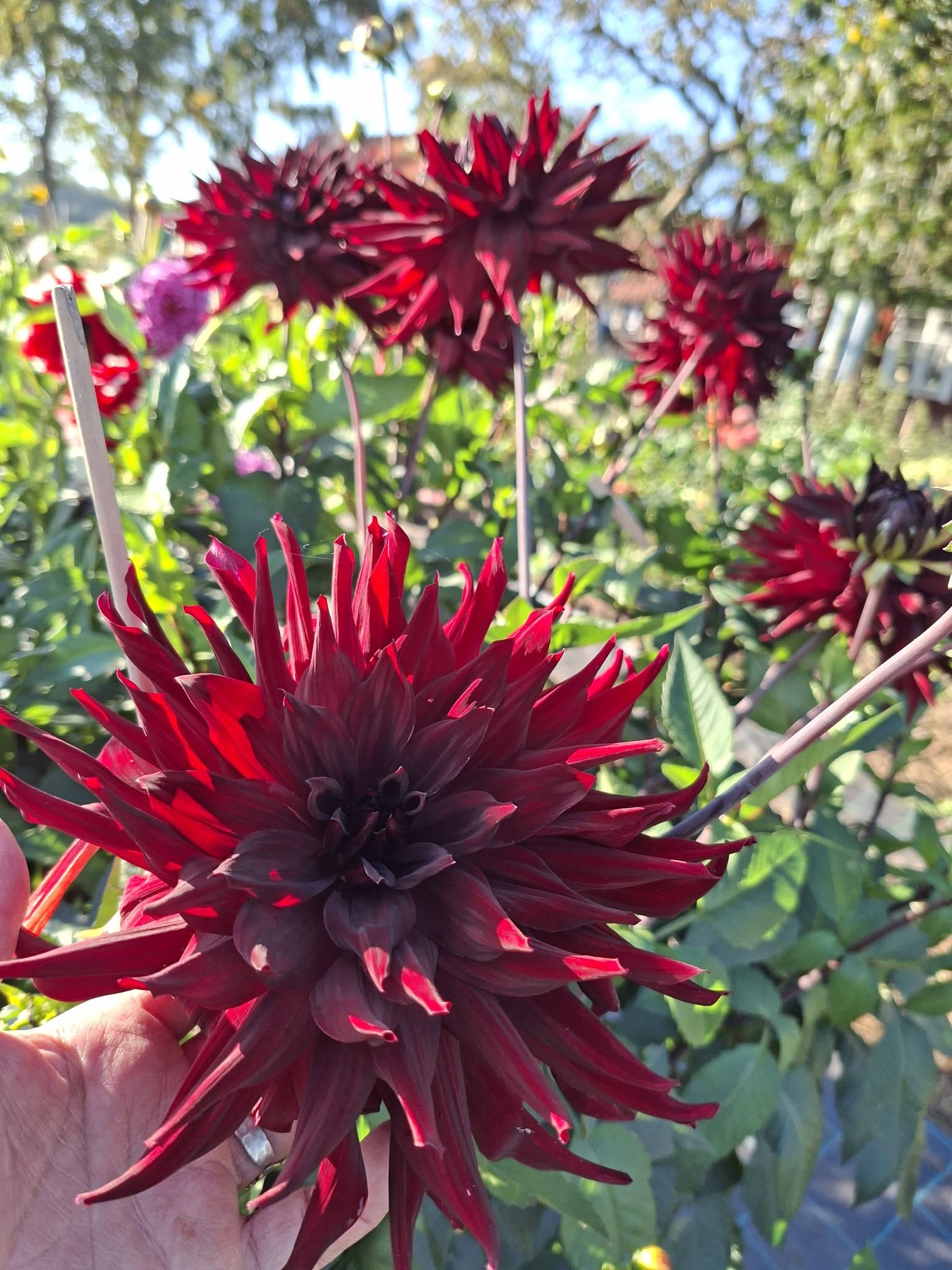 Dahlia  Hapet Merlot "Jätte Halvkaktus "   - 4