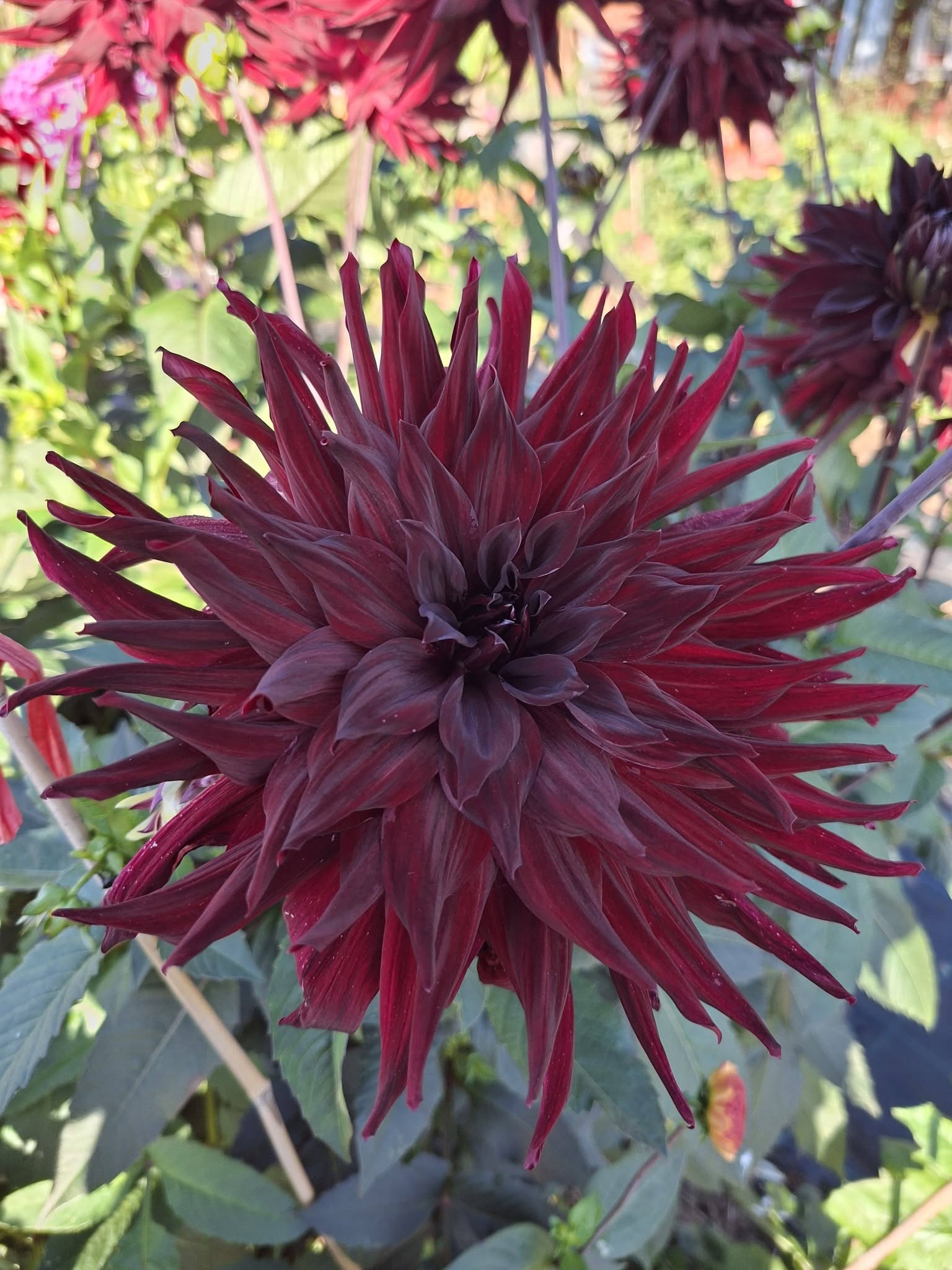 Dahlia  Hapet Merlot "Jätte Halvkaktus "   - 6