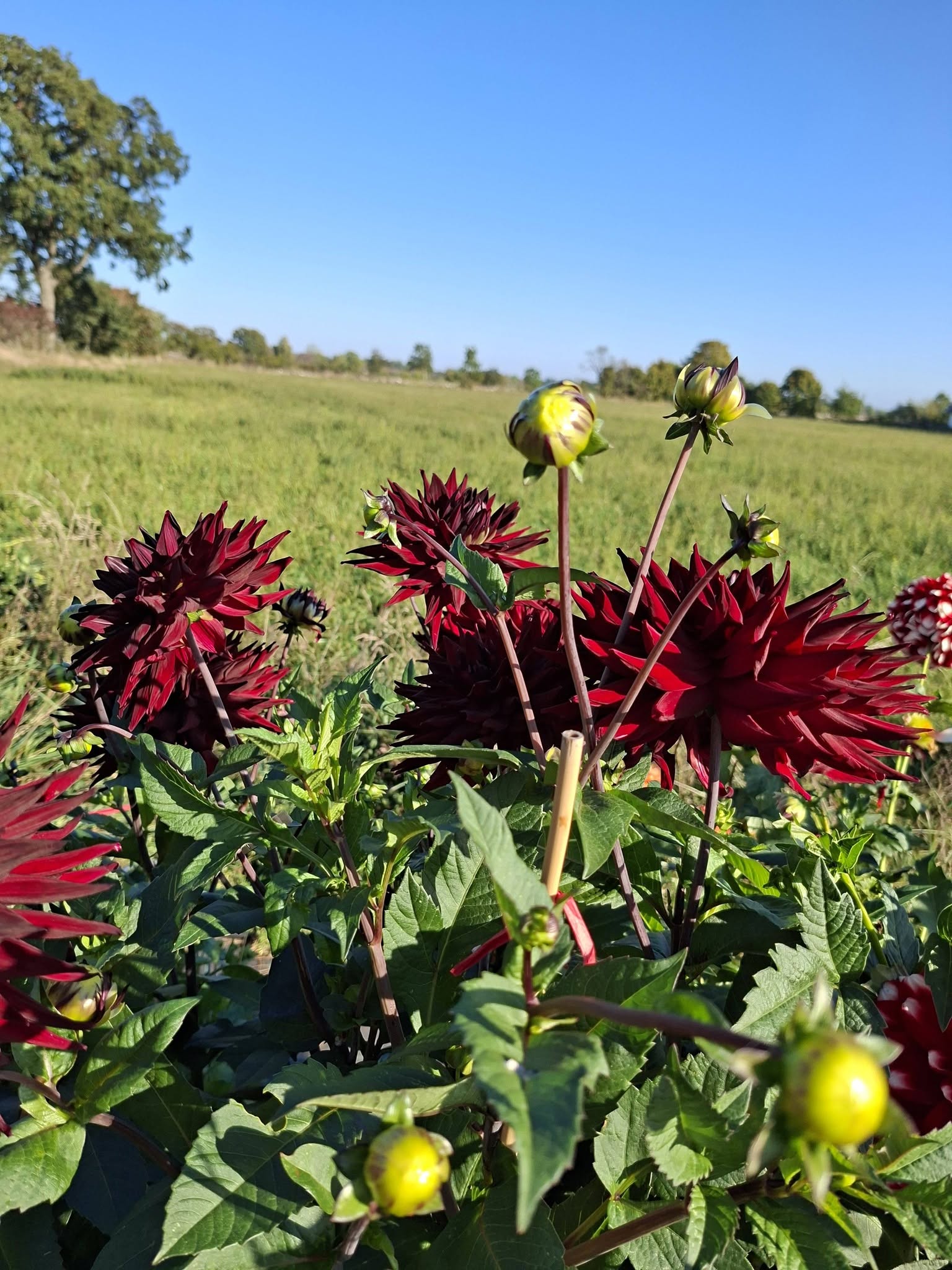 Dahlia  Hapet Merlot "Jätte Halvkaktus "   - 5