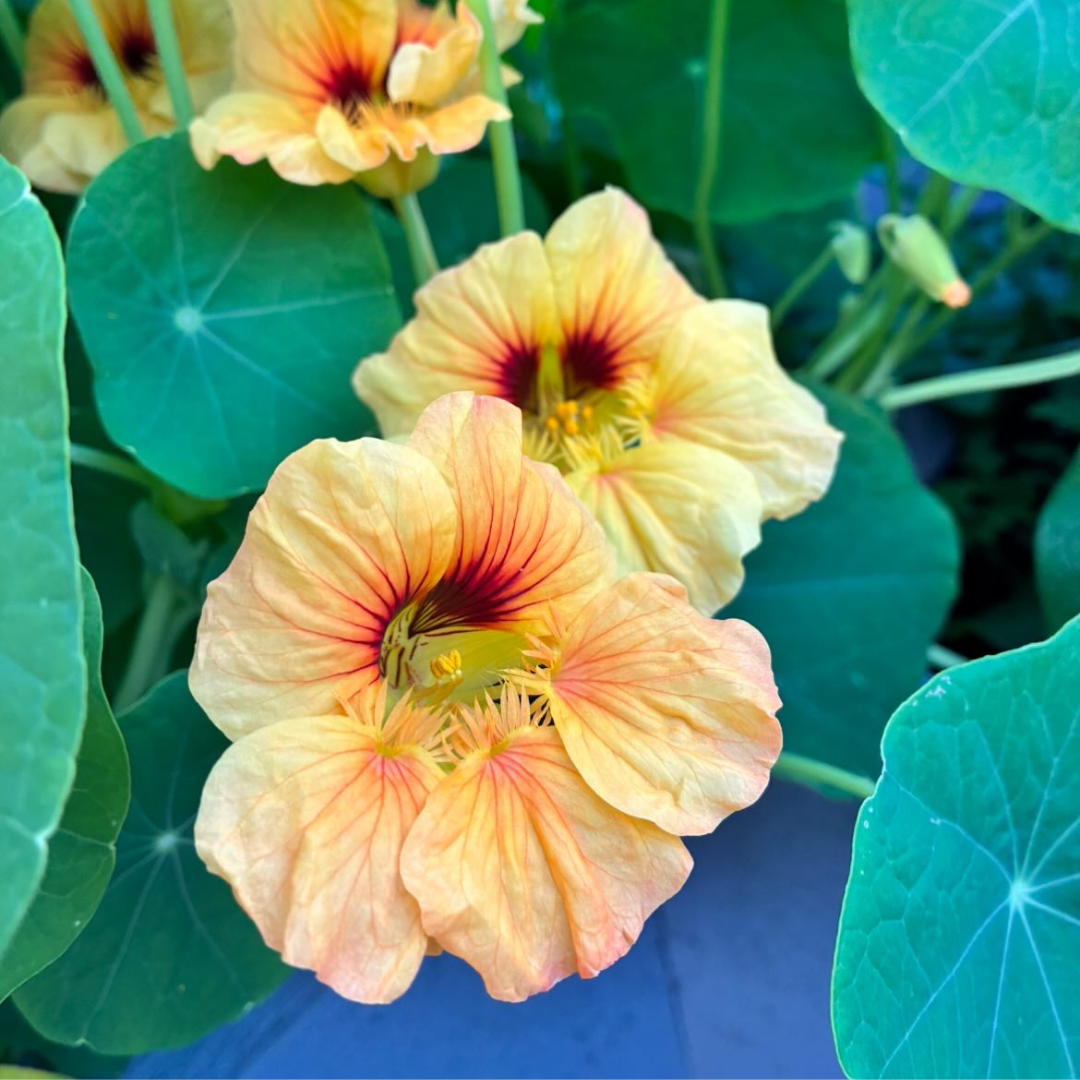 Dvärgkrasse - Tip Top Apricot - Buskkrasse