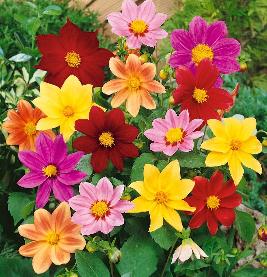Dahlia  Mignon Piccolo Mix 50 frö