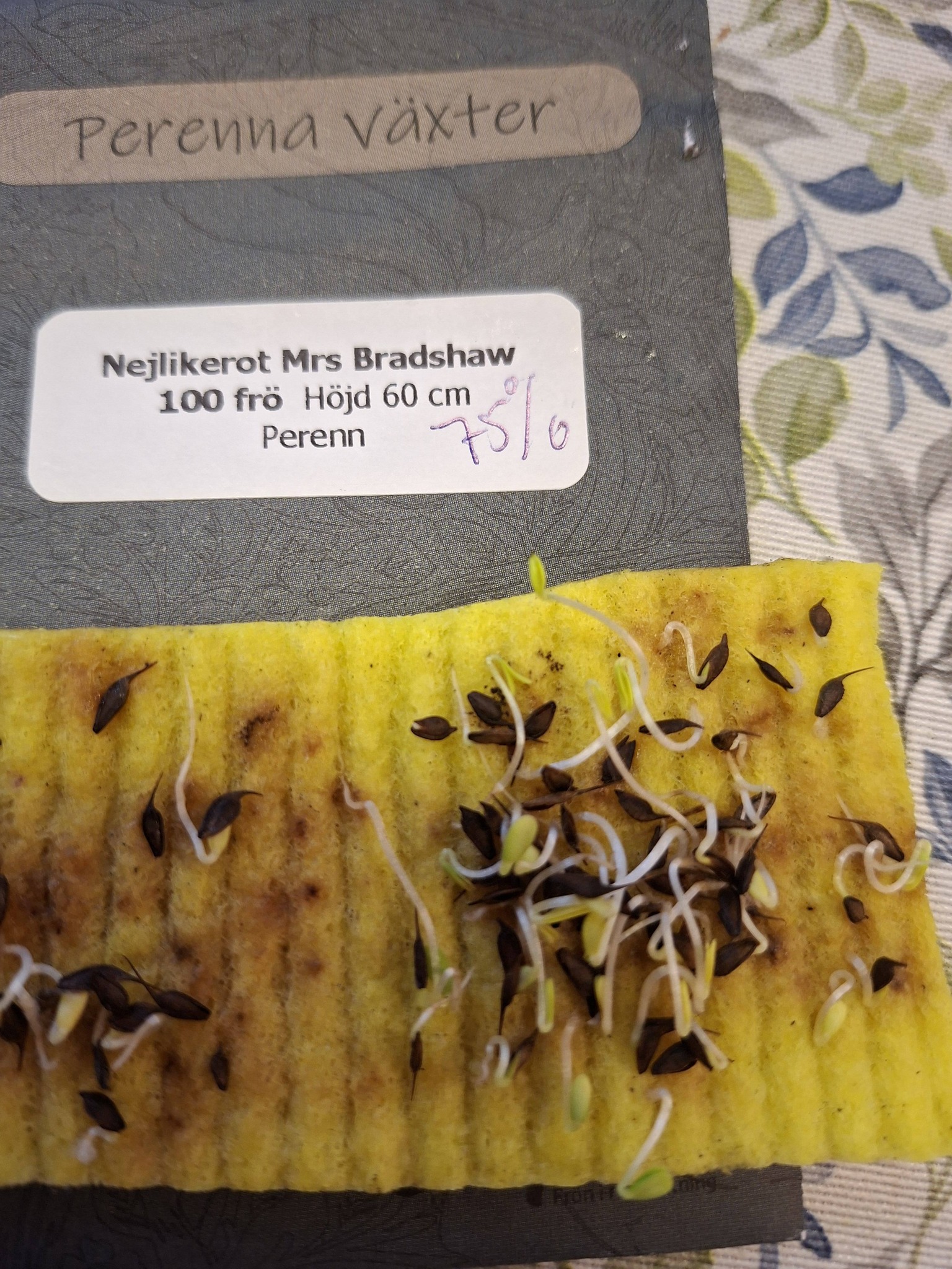 Nejlikerot Mrs Bradshaw  100 frö  - 2