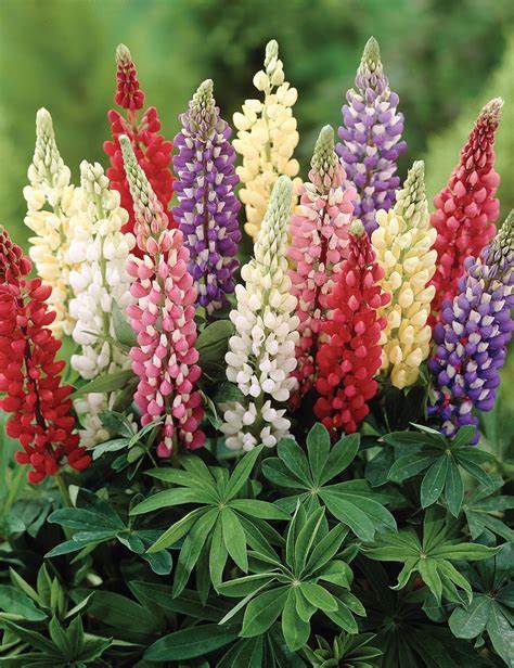 Lupin Minarette Dvärg mix 30  frö 