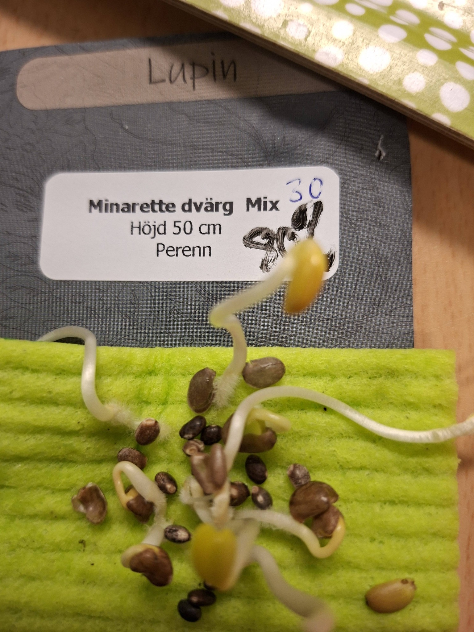 Lupin Minarette Dvärg mix 30  frö  - 2