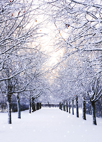 Winter Scenes, Christmas Big Value Boxes - 4