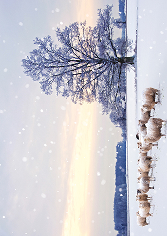 Winter Scenes, Christmas Big Value Boxes - 7
