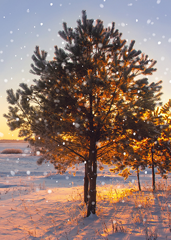 Winter Scenes, Christmas Big Value Boxes - 5