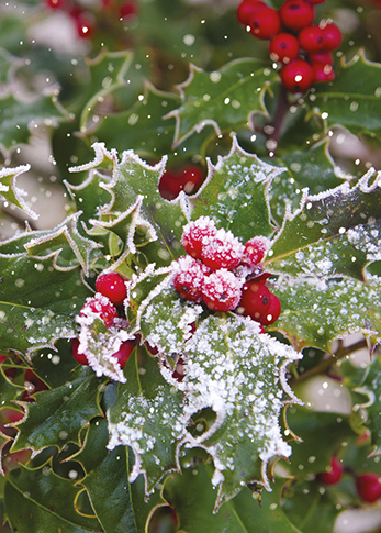 Winter Scenes, Christmas Big Value Boxes - 6
