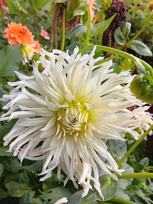 xDahlia Rotad Stickling Snoho Storm "Kaktusblommande "  - 2