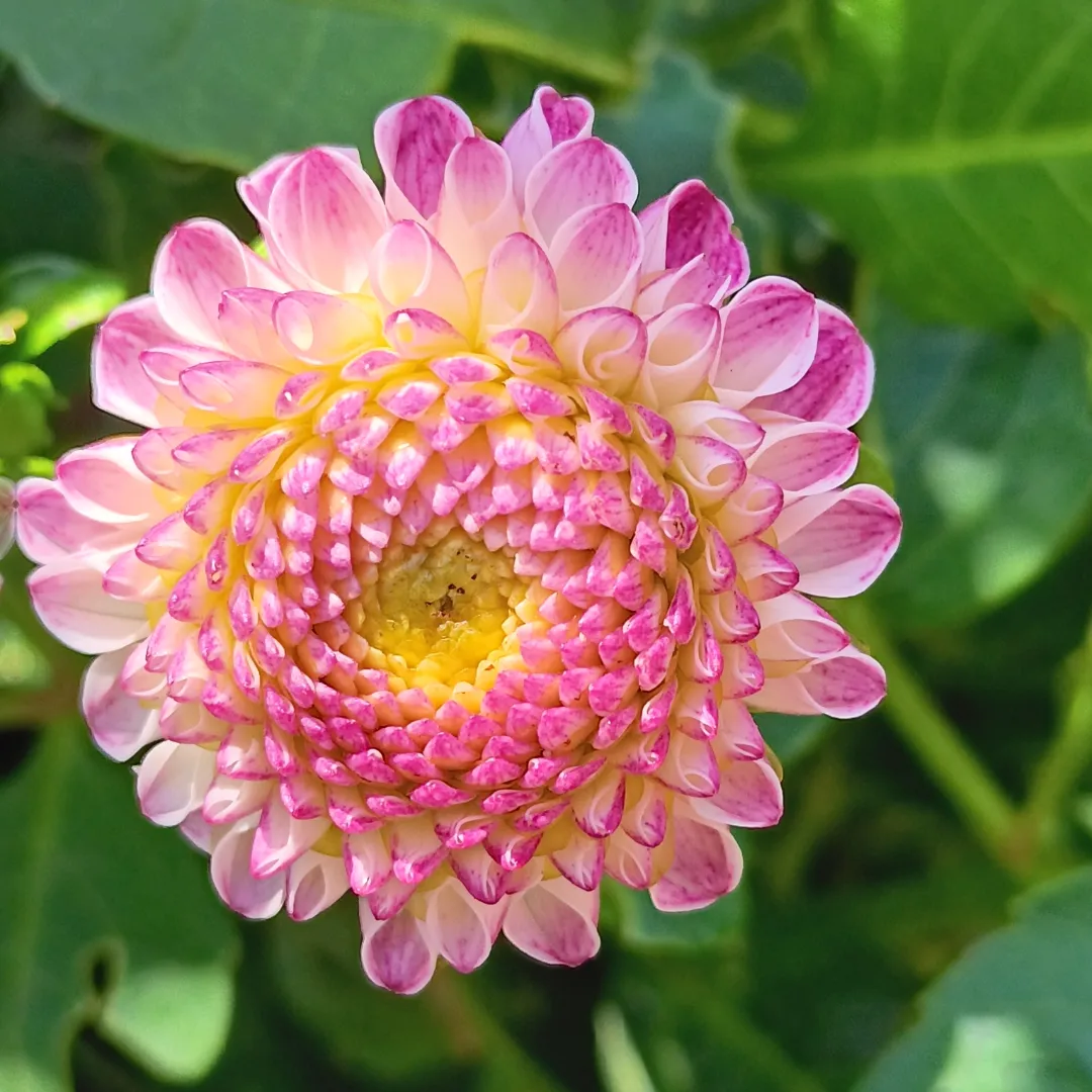 Dahlia  Hapet Micro"Pompon"  - 2
