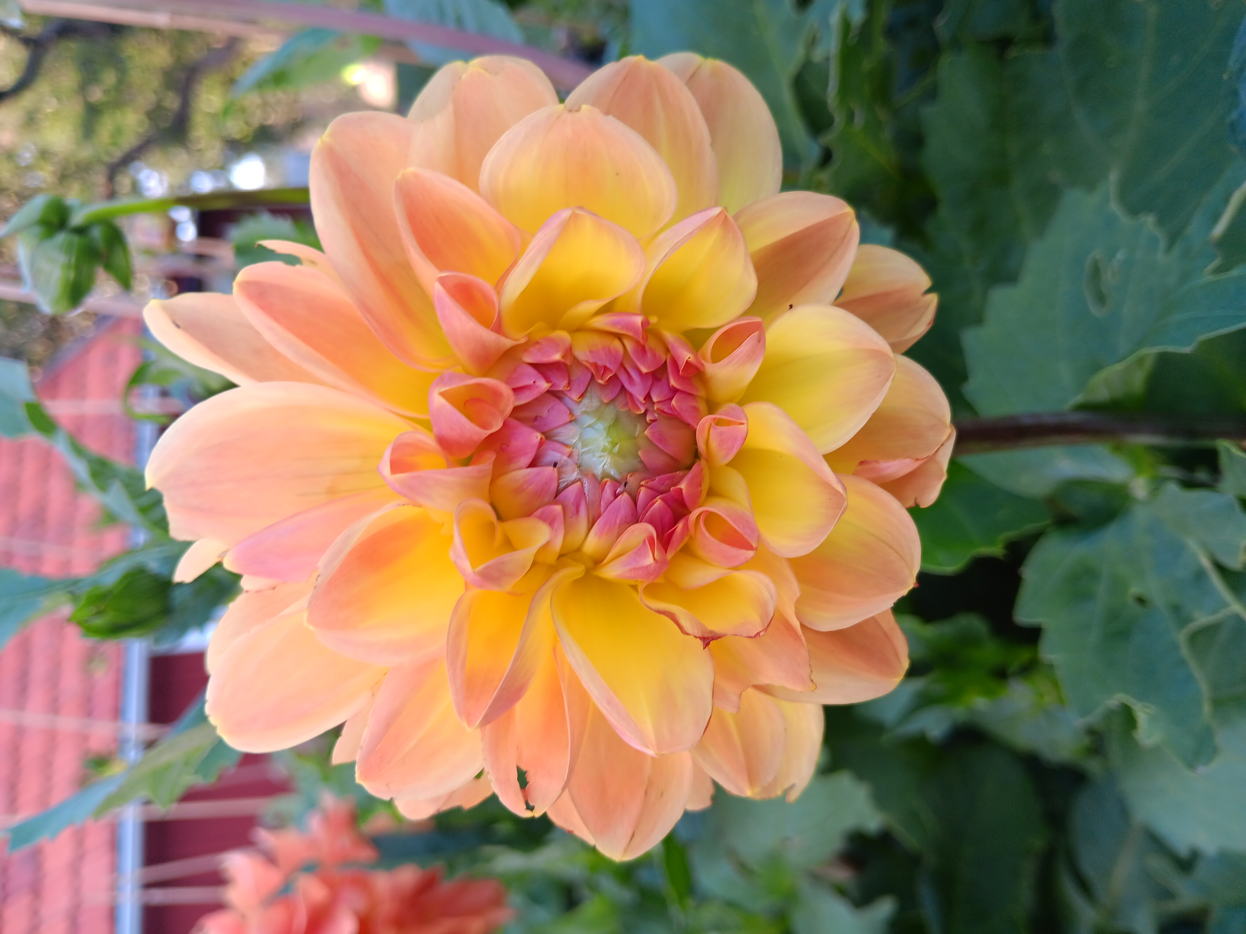 Dahlia Chicken Legs Hapet Delight - 3