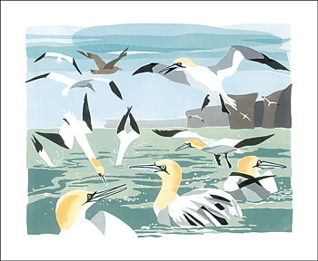 Gannets, Greeting Card