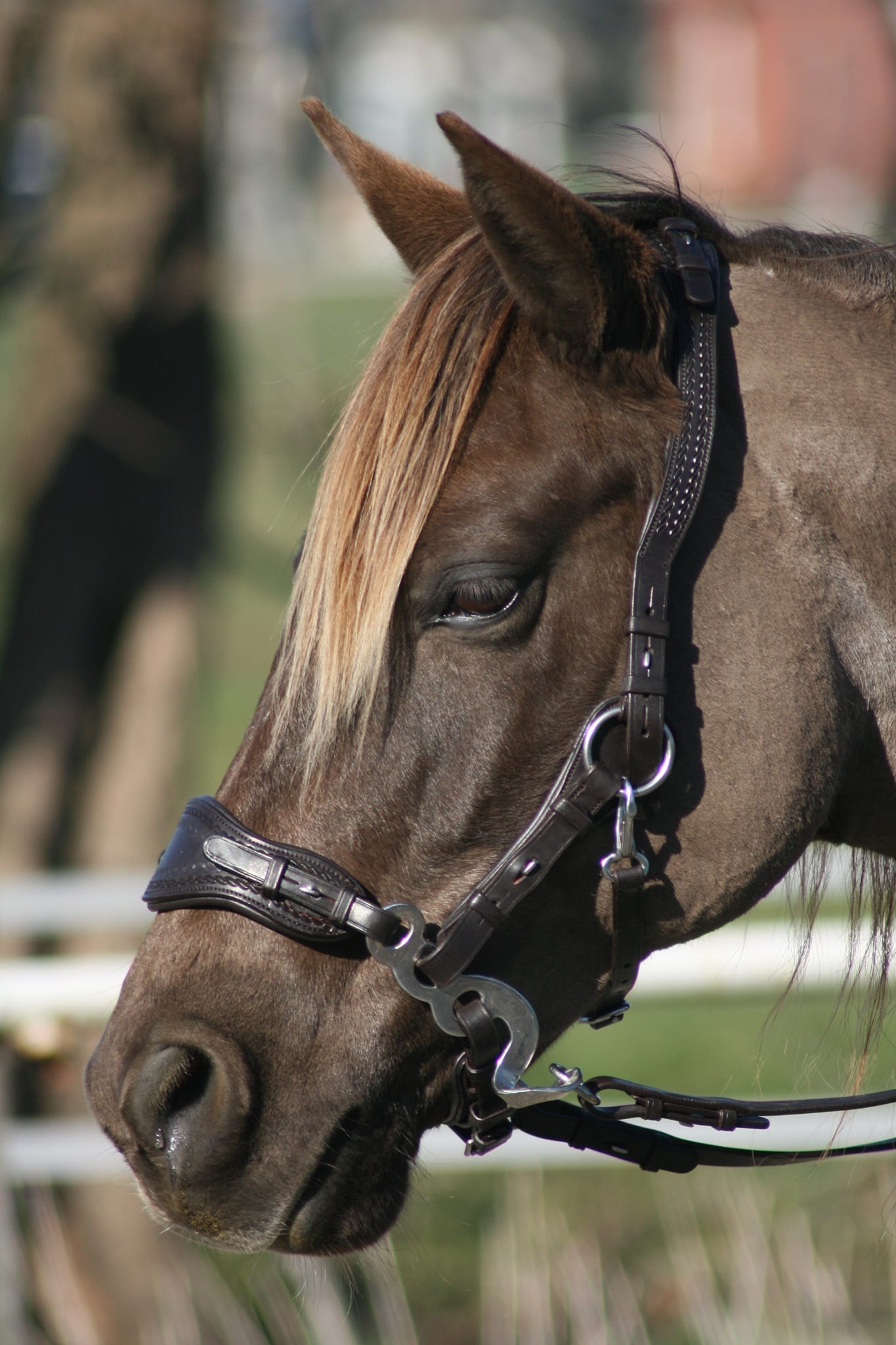 Hackamore bridle Edix© Q-Jazz Anatomical  - 12
